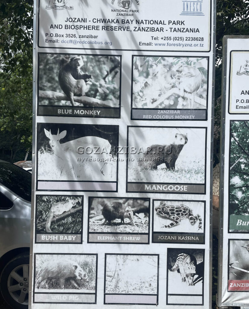 Обезьяны Занзибара