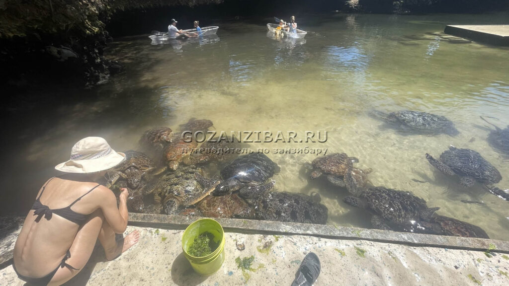 морское млекопитающее занзибара в океане
