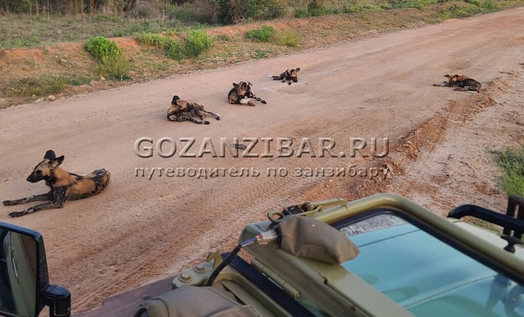 сколько стоит сафари на занзибаре