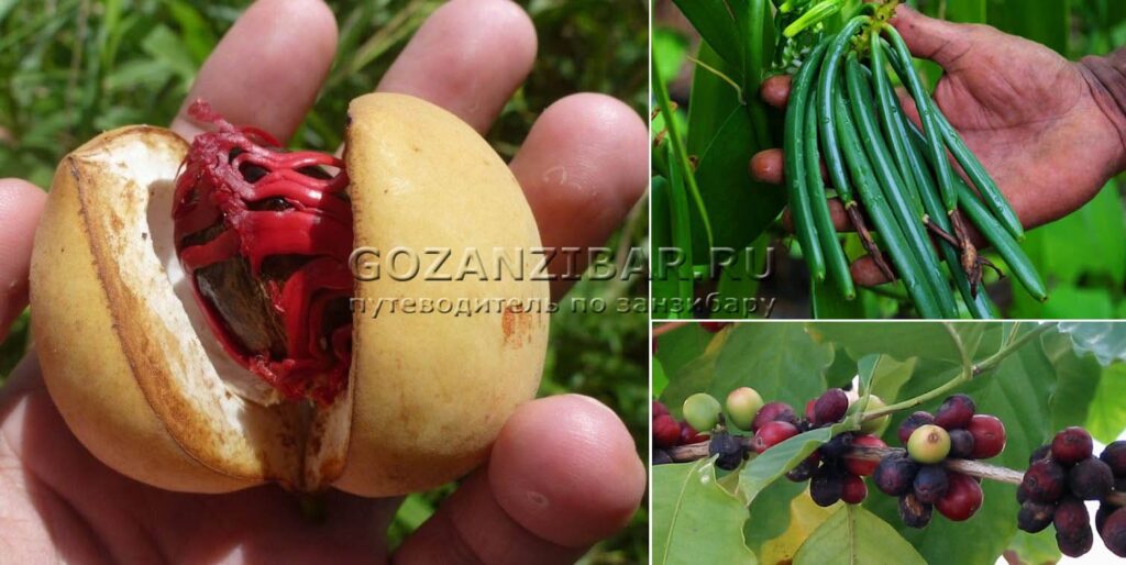 что растет на ферме специй на Занзибаре spice farm